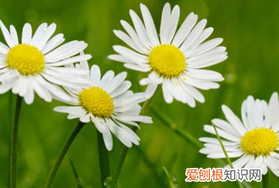 雏菊的花语是什么，雏菊的花语 雏菊的花语是什么