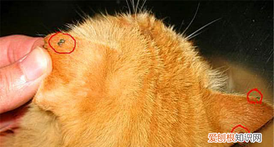 猫咪被蜱虫咬后什么样，我家的猫咪被蜱虫吸附了怎么办