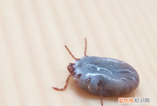 猫咪被蜱虫咬后什么样，我家的猫咪被蜱虫吸附了怎么办