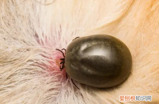 猫咪被蜱虫咬后什么样，我家的猫咪被蜱虫吸附了怎么办