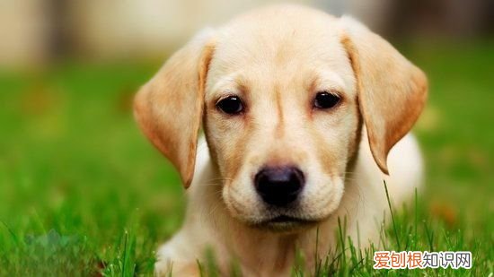 拉布拉多耳朵怎么清理,拉布拉多耳朵臭怎么回事