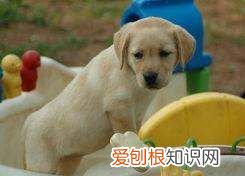 拉布拉多耳朵怎么清理,拉布拉多耳朵臭怎么回事