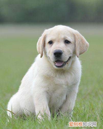 拉布拉多耳朵怎么清理,拉布拉多耳朵臭怎么回事