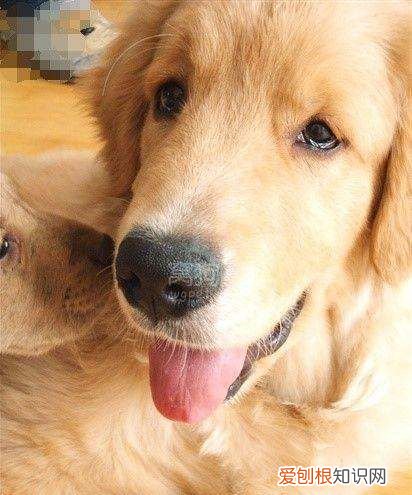 拉布拉多耳朵怎么清理，拉布拉多耳朵臭怎么回事