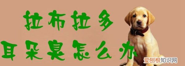 拉布拉多耳朵怎么清理,拉布拉多耳朵臭怎么回事