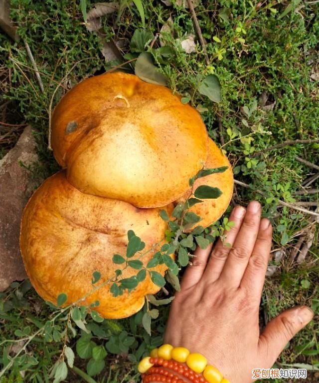 松蘑减肥正当时可以吃吗