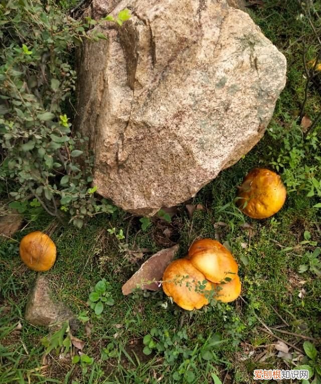 松蘑减肥正当时可以吃吗