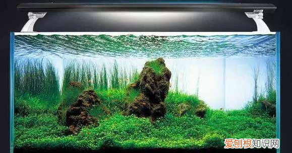 为什么鱼缸不长青苔只爆藻 鱼缸长青苔水藻怎么处理
