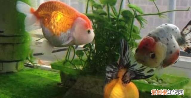 为什么鱼缸不长青苔只爆藻 鱼缸长青苔水藻怎么处理