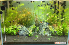 为什么鱼缸不长青苔只爆藻 鱼缸长青苔水藻怎么处理