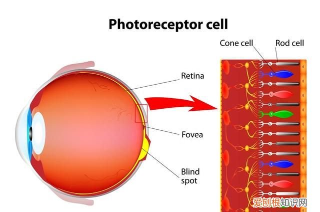 srgb100%和130%色域哪个好