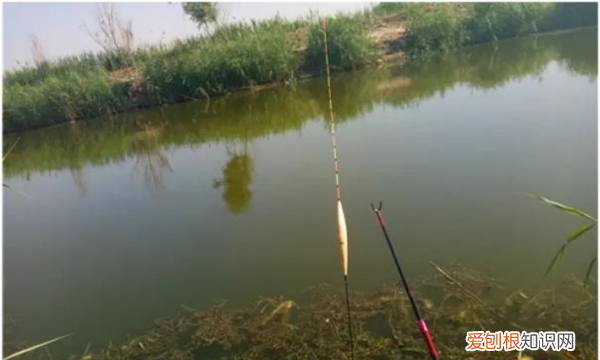 离底钓鱼怎么调漂，离底十公分怎么调漂