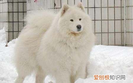 冬天怎么给狗狗洗澡，冬天在家给狗狗洗澡要注意什么问题