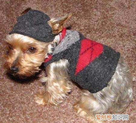 冬天怎么给狗狗洗澡，冬天在家给狗狗洗澡要注意什么问题