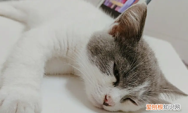 猫呼呼的声音怎么回事，猫呼噜呼噜的声音是怎么回事