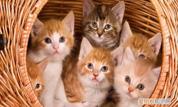 猫呼呼的声音怎么回事，猫呼噜呼噜的声音是怎么回事