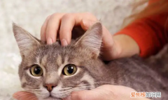 猫呼呼的声音怎么回事，猫呼噜呼噜的声音是怎么回事