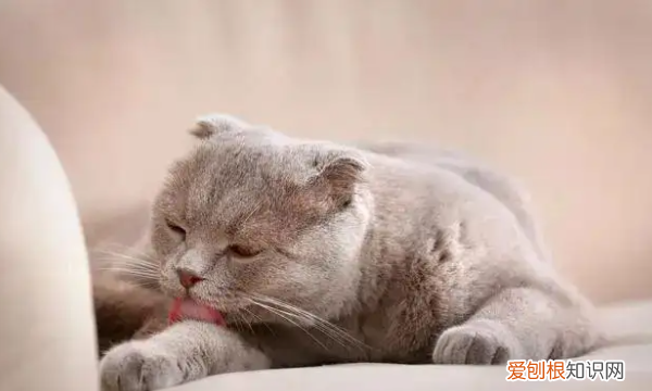 猫呼呼的声音怎么回事，猫呼噜呼噜的声音是怎么回事