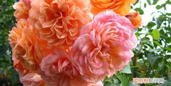 月季光照不足怎么办，月季花苞很久了还不开怎么办