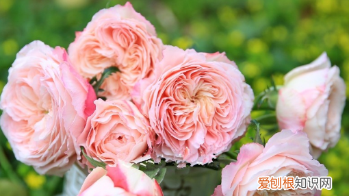 月季光照不足怎么办，月季花苞很久了还不开怎么办