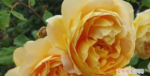 月季光照不足怎么办，月季花苞很久了还不开怎么办