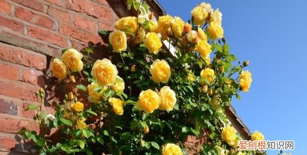 月季光照不足怎么办，月季花苞很久了还不开怎么办