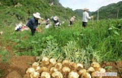 药材种植项目哪种最好，什么中药材种植有商机以及商机行情如何