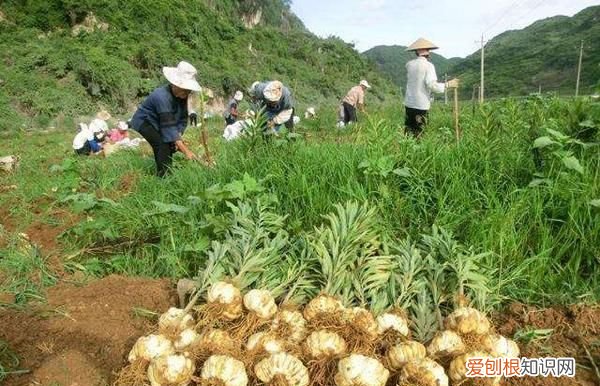 药材种植项目哪种最好，什么中药材种植有商机以及商机行情如何