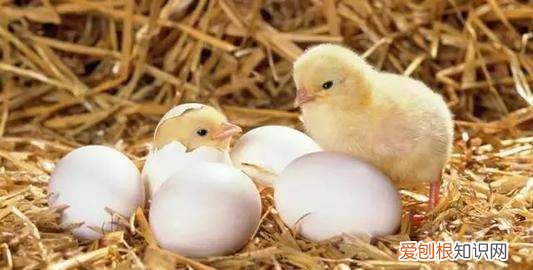 母鸡孵小鸡的原理，鸡为什么能孵出小鸡