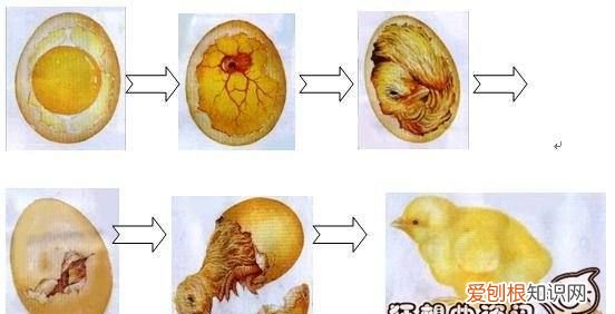 母鸡孵小鸡的原理，鸡为什么能孵出小鸡