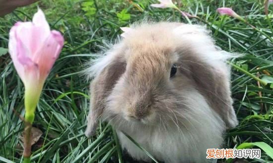 垂耳兔能长多大,垂耳兔一般能长多少斤