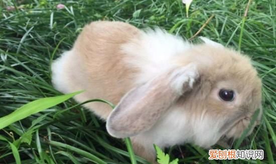 垂耳兔能长多大,垂耳兔一般能长多少斤