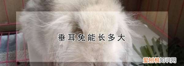 垂耳兔能长多大,垂耳兔一般能长多少斤
