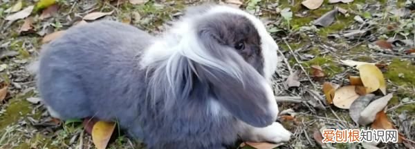 垂耳兔能长多大,垂耳兔一般能长多少斤