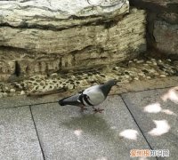 鸽子咕咕叫是什么意思，为什么鸽子一直咕咕叫