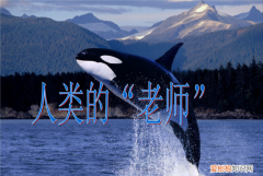 人类的老师有哪些动物有几种