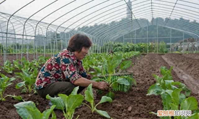 蔬菜白粉虱打不死