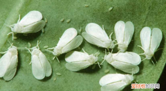 蔬菜白粉虱打不死