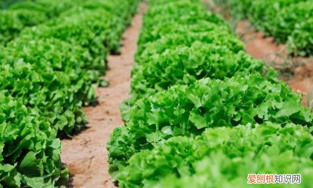 蔬菜白粉虱打不死