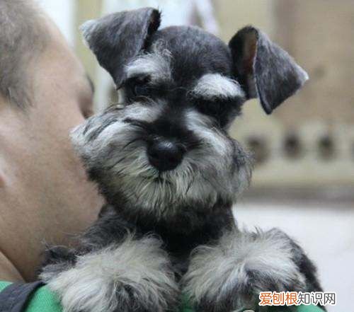 雪纳瑞几个月可以修毛，雪纳瑞多久剪一次毛发