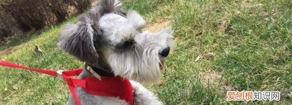 雪纳瑞几个月可以修毛，雪纳瑞多久剪一次毛发