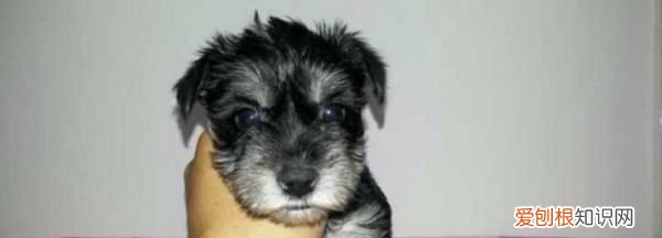 雪纳瑞几个月可以修毛，雪纳瑞多久剪一次毛发