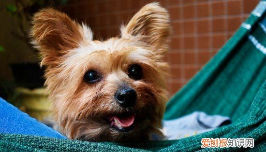 冬天狗狗需要盖被子,狗狗冬天怕冷要盖被子