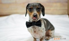 冬天狗狗需要盖被子，狗狗冬天怕冷要盖被子