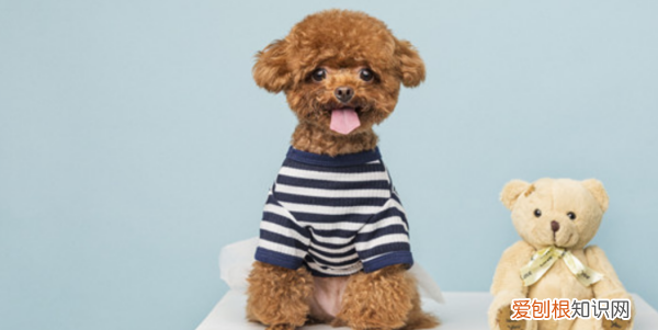 冬天狗狗需要盖被子,狗狗冬天怕冷要盖被子