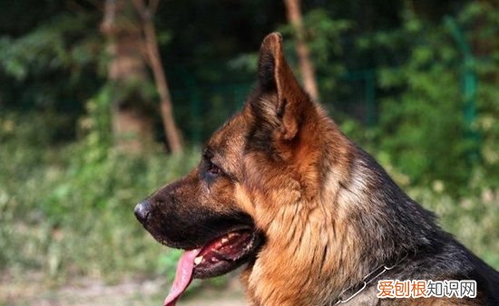 德国牧羊犬吃什么食物