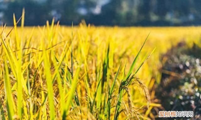 盛夏入秋的唯美诗句最走心 初秋的诗词唯美