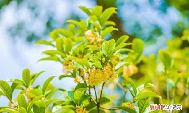 盛夏入秋的唯美诗句最走心 初秋的诗词唯美