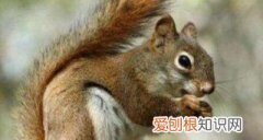 魔王松鼠冬天怎么养，为什么魔王松鼠叫魔王松鼠