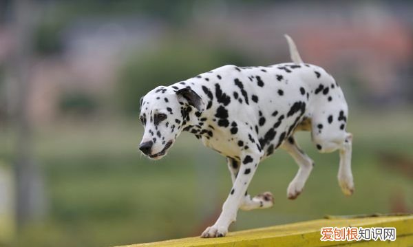 母狗分娩前什么征兆,狗要生产前几天的征兆